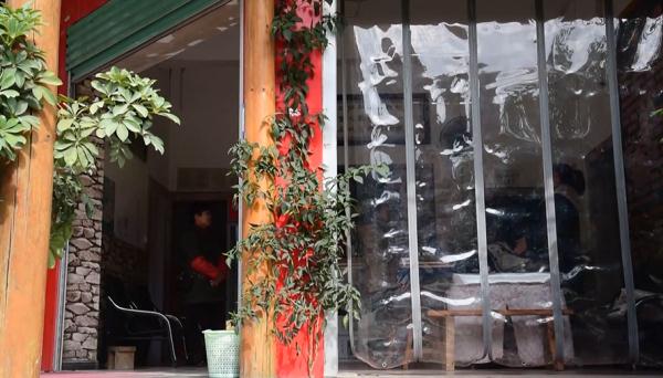 生命真顽强!饭店水泥地面长出近3米高的“辣椒树”