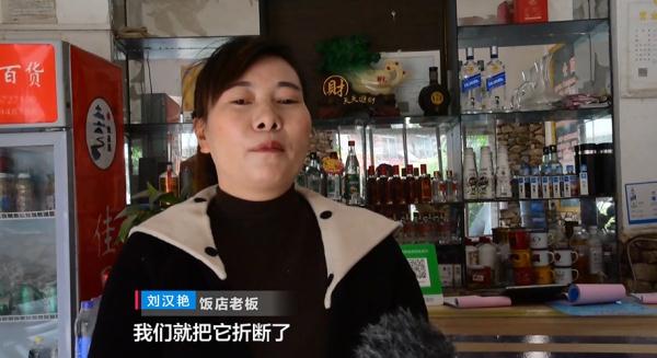 生命真顽强!饭店水泥地面长出近3米高的“辣椒树”