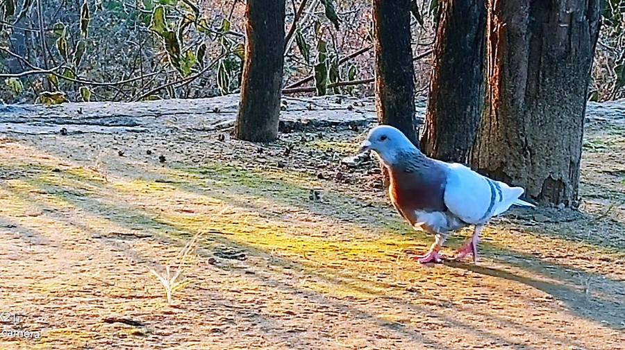 城里风扫落叶，山里暖阳高照，走进山中，独享一段闲散静美时光