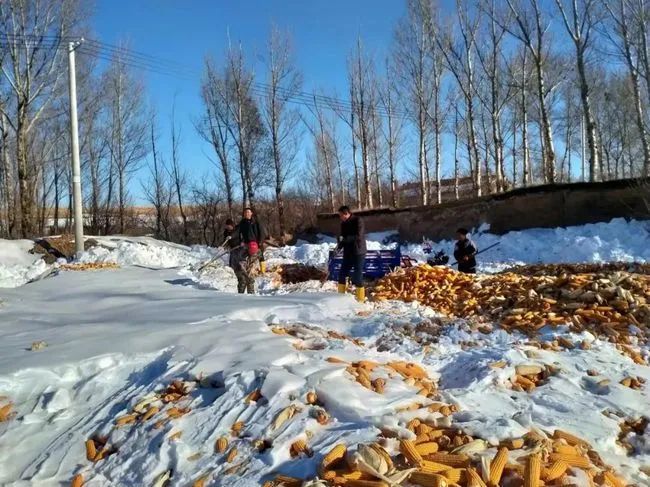 上百吨玉米没出售就被大雪掩埋，农牧民的损失该咋办？