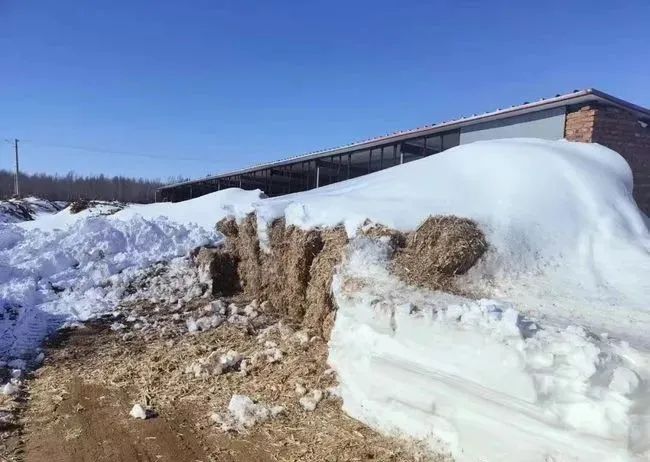 上百吨玉米没出售就被大雪掩埋，农牧民的损失该咋办？