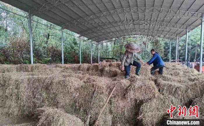 给秸秆谋个“好出路”湖南祁阳兴产业美环境