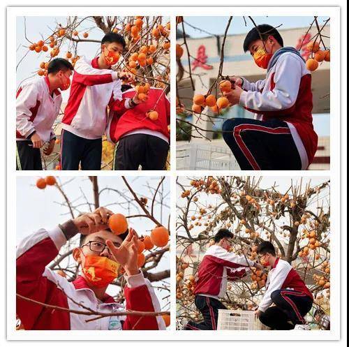 昌邑市文山中學(xué)柿子節(jié):柿果飄香豐收季(圖6) 昌邑市文山中學(xué)柿子節(jié):柿果飄香豐收季(圖6)
