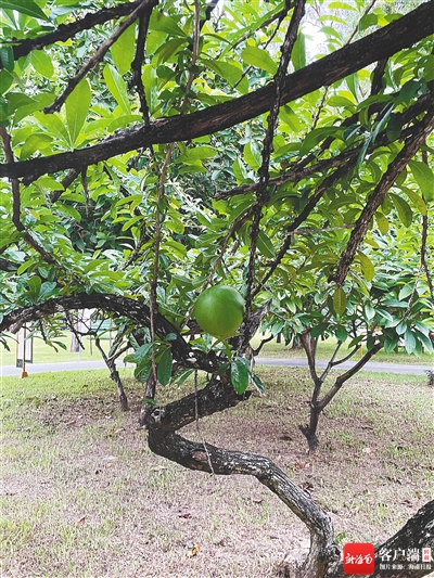 海南周刊 | 葫芦树上“铁西瓜”