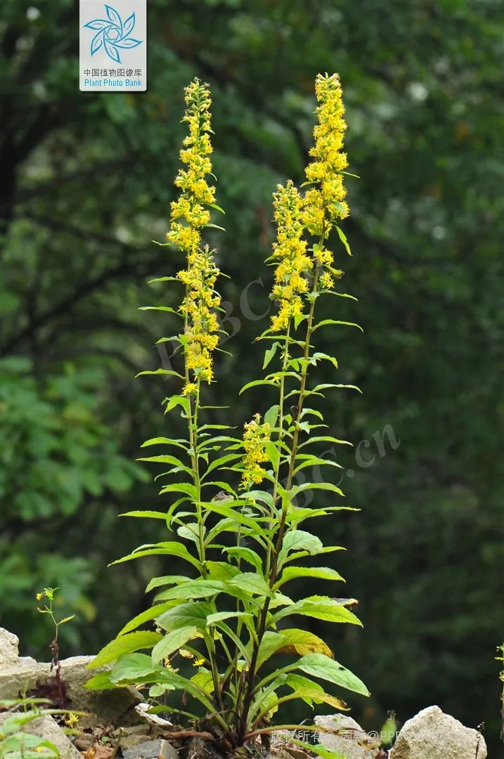 一枝黄花图片加拿大一枝黄花与一枝黄花的区别