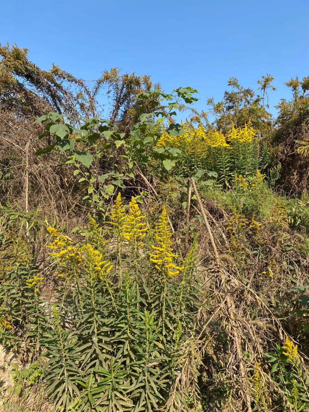 一枝黃花圖片加拿大一枝黃花與一枝黃花的區別