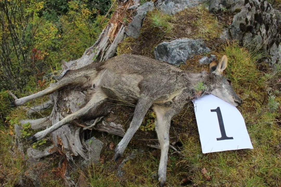 4人猎杀17头马麝 四川德格破获非法捕猎珍稀野生动物重特大案件