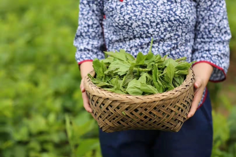 桑芽菜成“致富菜”，90后小伙線上賣(mài)特色農(nóng)貨銷(xiāo)量漲10倍