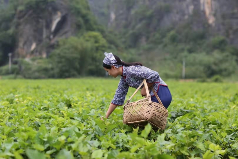 桑芽菜成“致富菜”，90后小伙線上賣特色農(nóng)貨銷量漲10倍