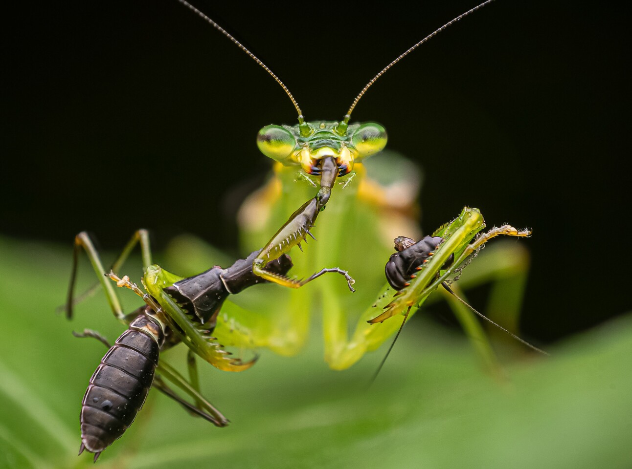 2021年Nature InFocus摄影大赛获奖作品赏析