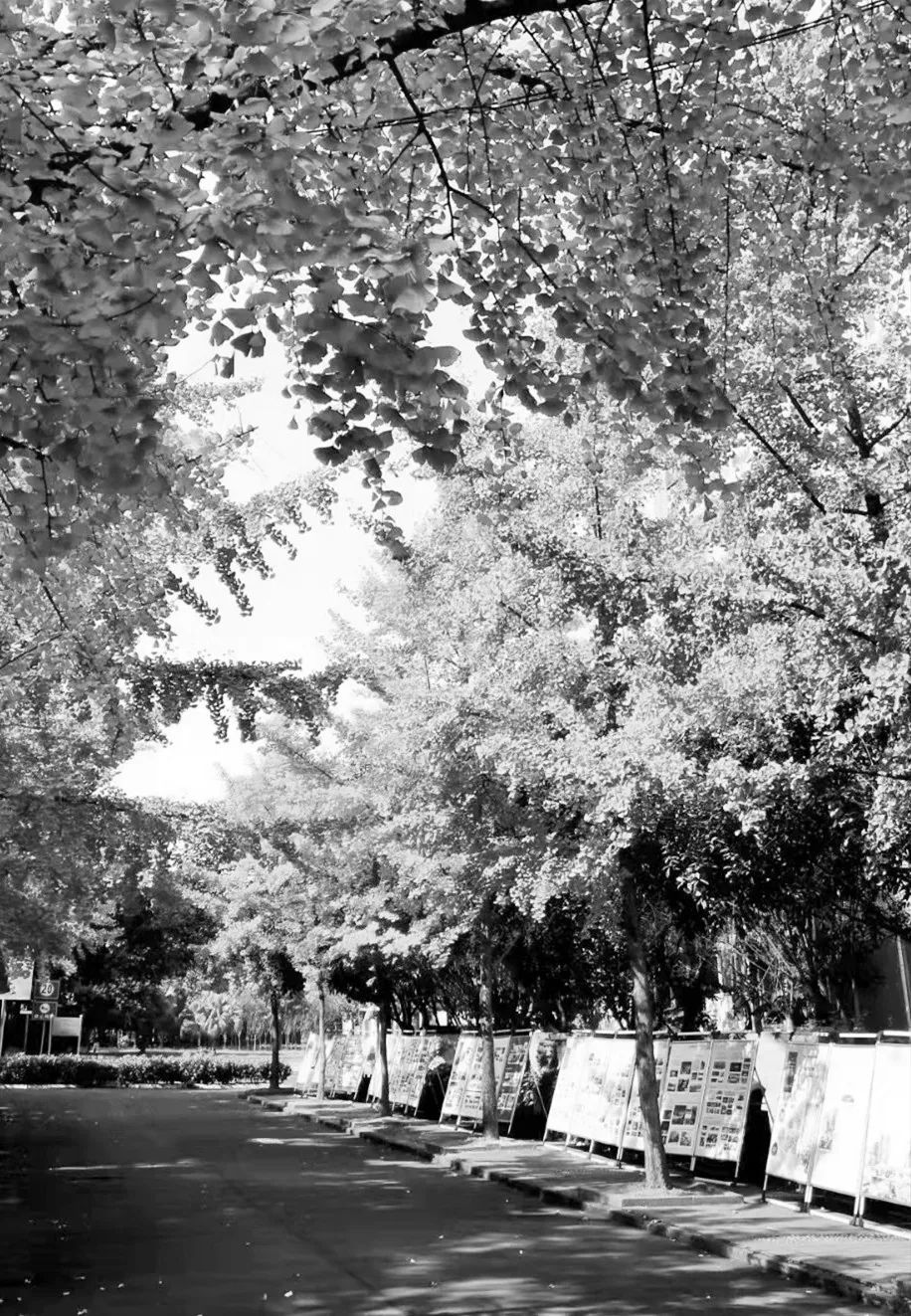 美呆了！校园秋日美景，第二弹~