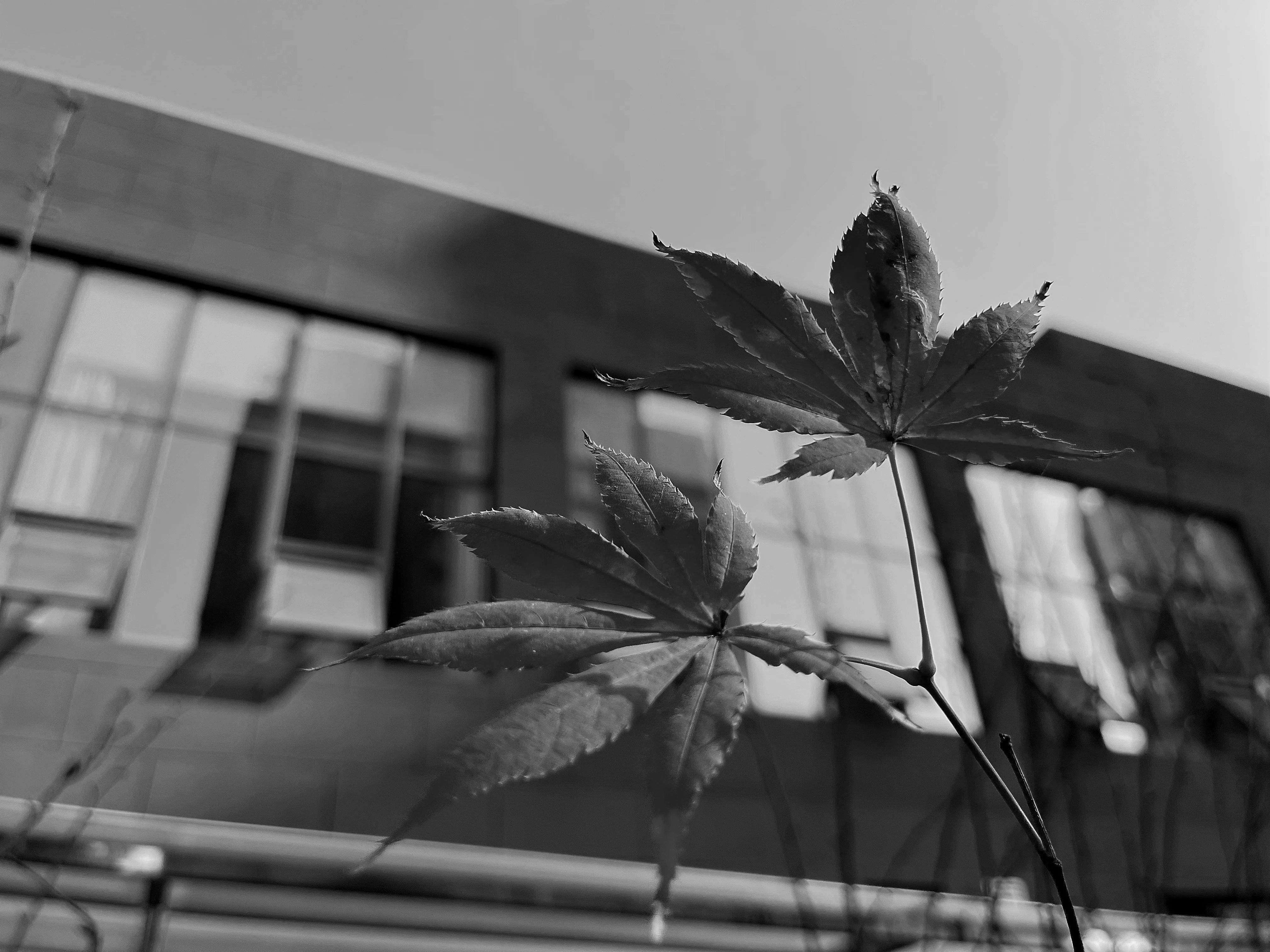 美呆了！校园秋日美景，第二弹~