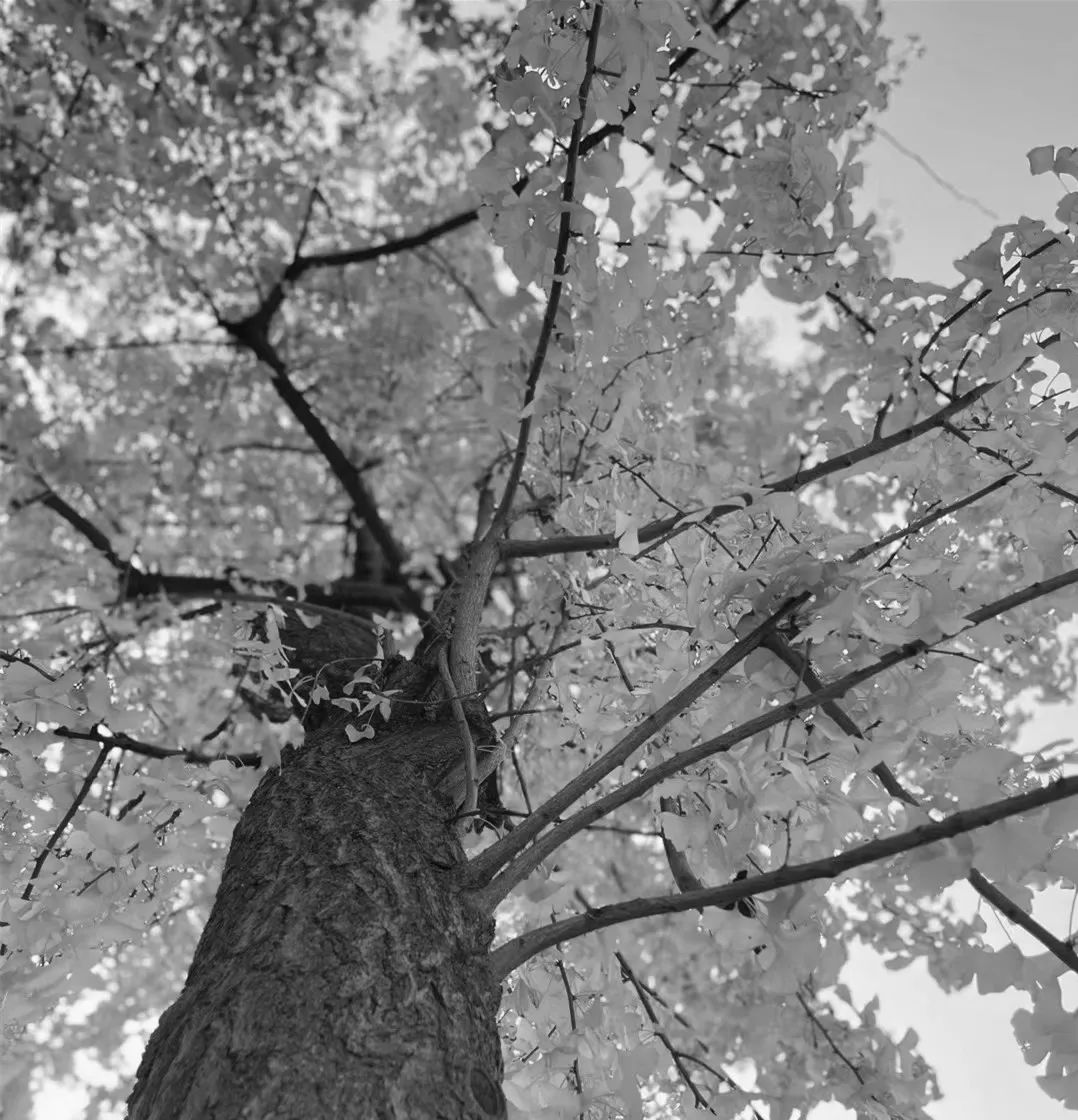 美呆了！校园秋日美景，第二弹~