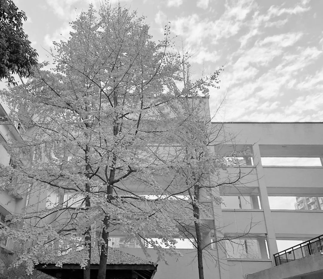 美呆了！校园秋日美景，第二弹~