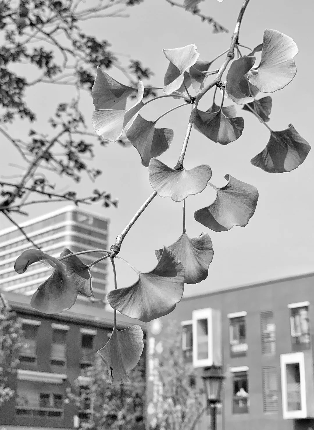 美呆了！校园秋日美景，第二弹~