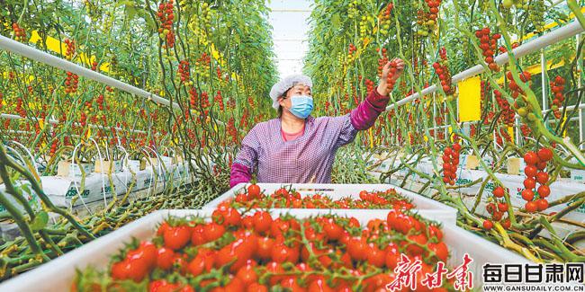 「图片新闻」平凉超越现代农业示范园智能玻璃温室里番茄挂满藤架 一片丰收景象