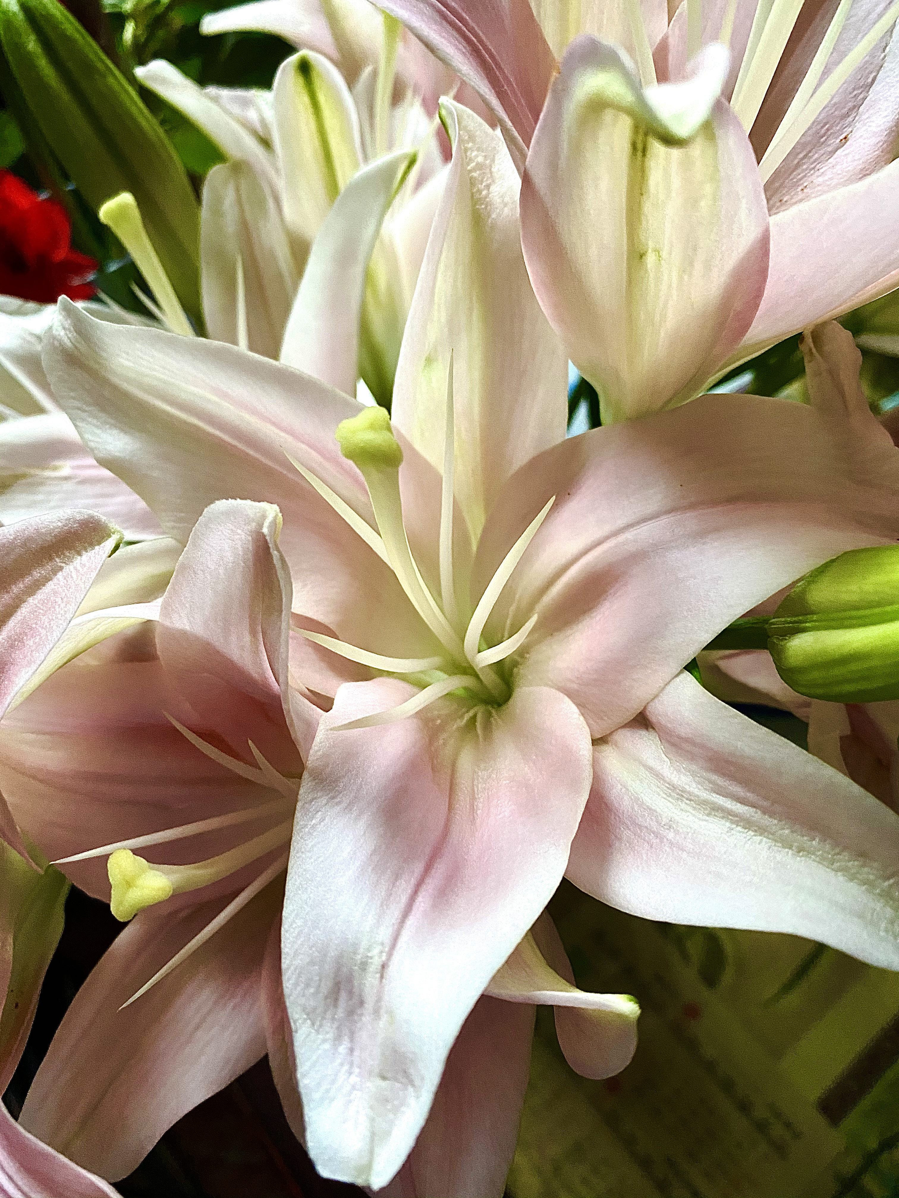 芳菲滿園丨百合花 花中的絕絕子 天天看點