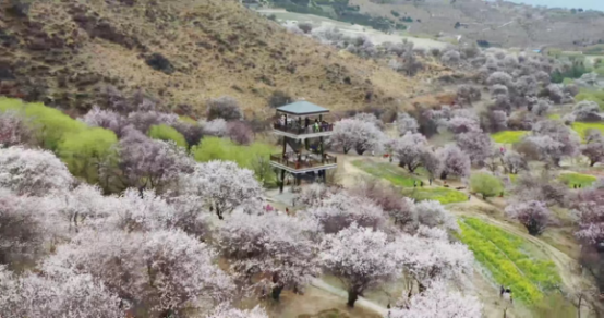 “桃花源”里“桃花”靓