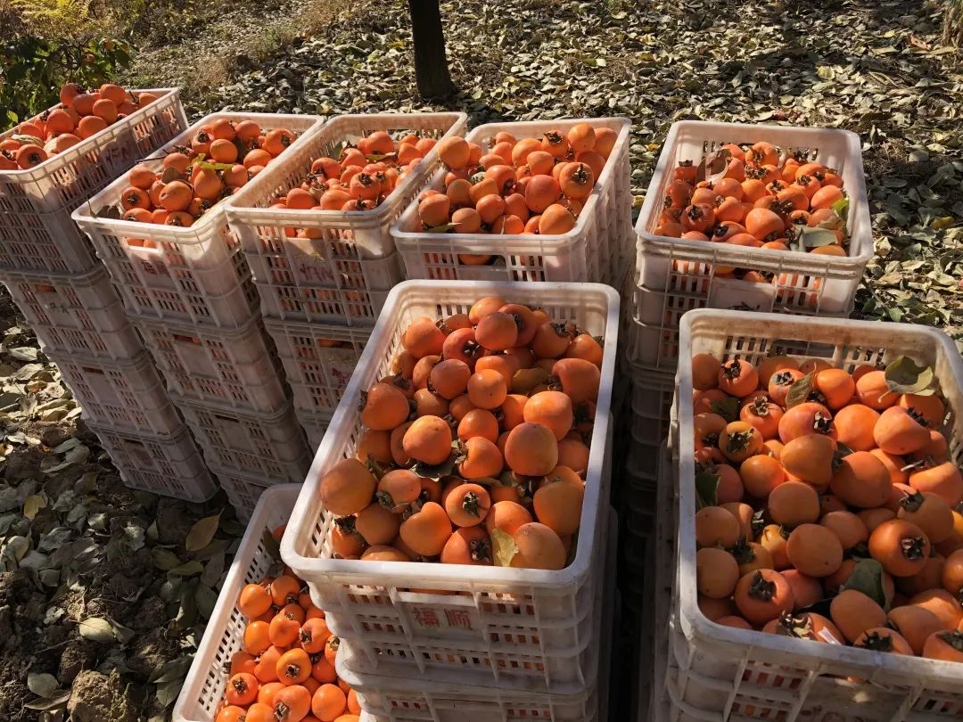 「北广购物」一年只卖一次，48°爆甜微霜流心枯露柿饼终于有货！出口级别，软糯到心颤