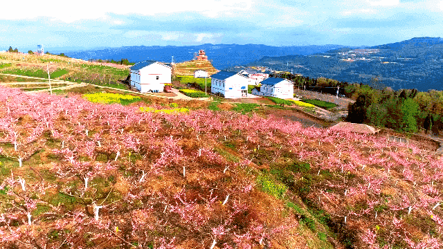 花开天府 安逸四川 | 去广元，一起看春天！