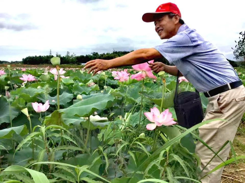 一碗莲子羹，一段旧时光