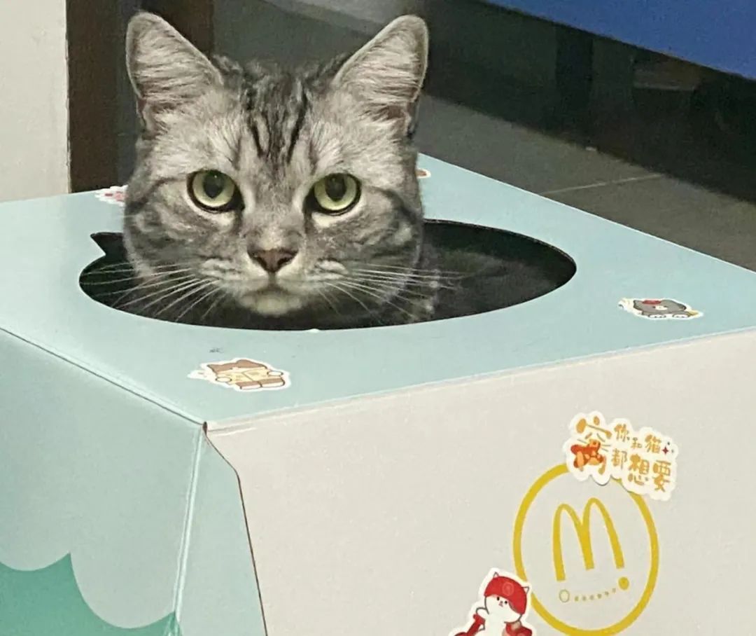 麦当劳十万只猫窝秒光，攒粪官：其他家的猫有，我的猫也有