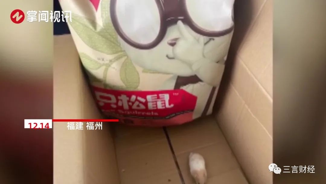 买三只松鼠送仓鼠？小伙拆三只松鼠快递箱发现一只仓鼠