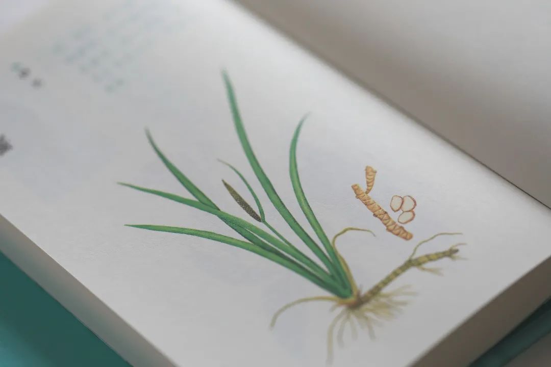 设计者说｜本草光阴2022中医药文化日历「内含文末福利哟~」