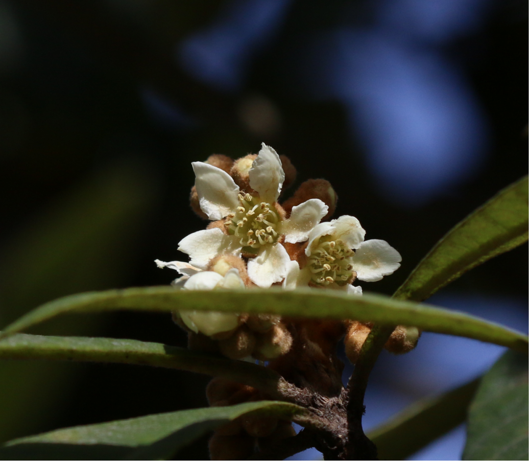 枇杷花开了 你闻到了吗 丨花花万物 枇杷 伊恺