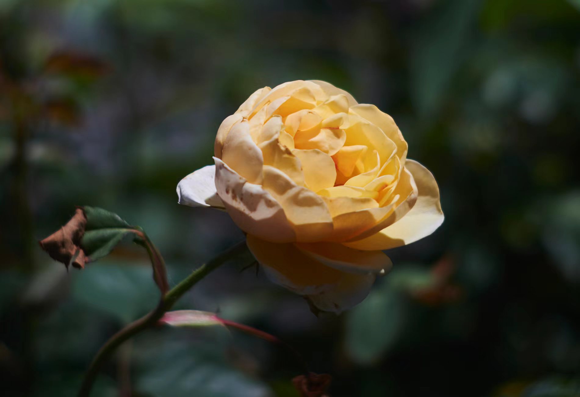 �µ����ֲ����־�ڣ��¼�Ҫ������