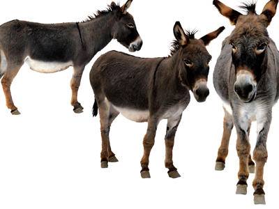 我家里曾养过三头驴,驴的模样差不多,大多是:"大耳朵,白嘴唇儿,黑眼