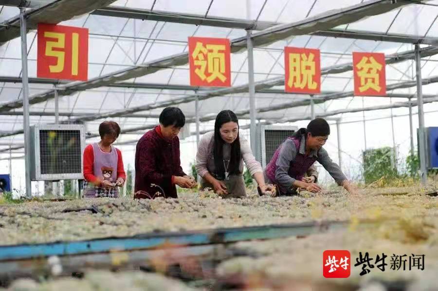 一位創(chuàng)業(yè)者的華麗轉身：從垃圾里“淘金”到“多肉”綠色致富