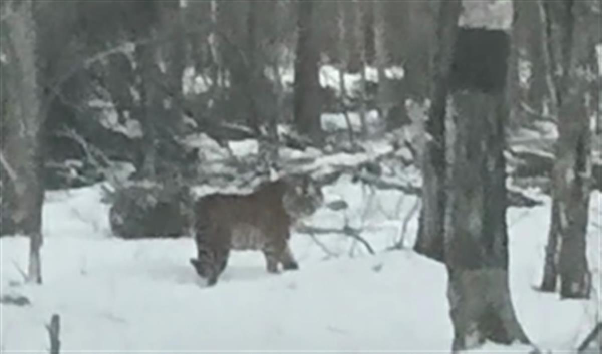 元旦偶遇小老虎，次日又遇大老虎！当事人：可能是它爸爸或妈妈