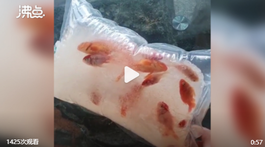 黑龙江一女子网购金鱼到家被冻成冰坨 当事人：融化后救活一条