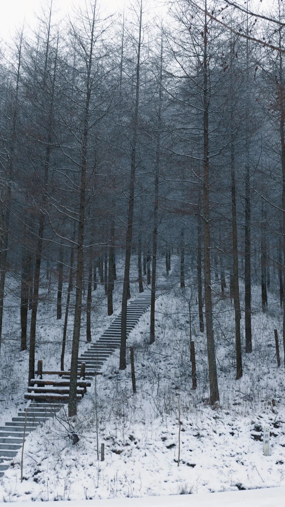 想滑雪？不必跨越南北！