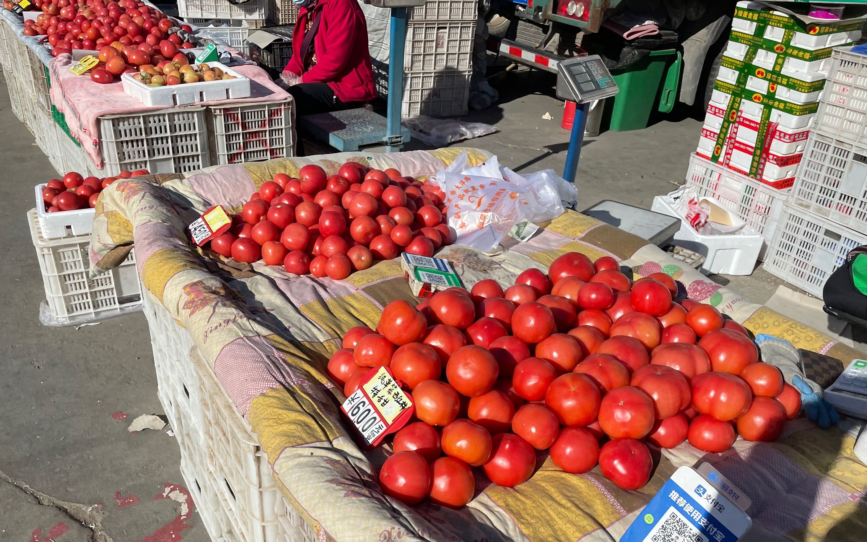 每斤均價6元 西紅柿價格何時出現(xiàn)拐點？大批發(fā)商：還得等倆月