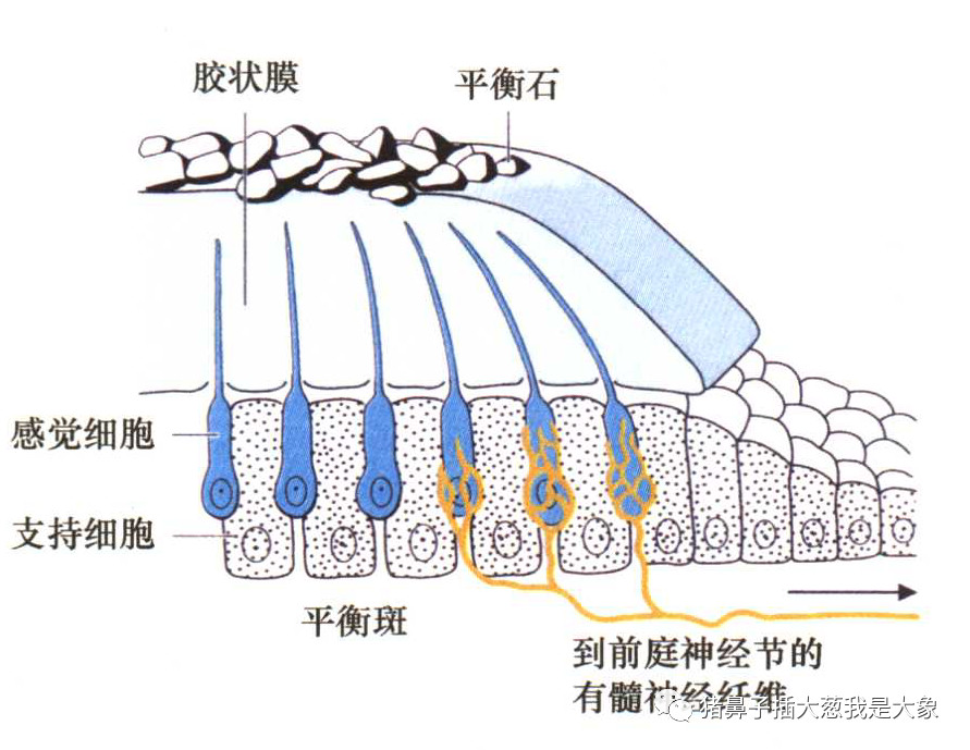 认识“耳石症”，摆脱一言不合就“晕”起来的苦恼