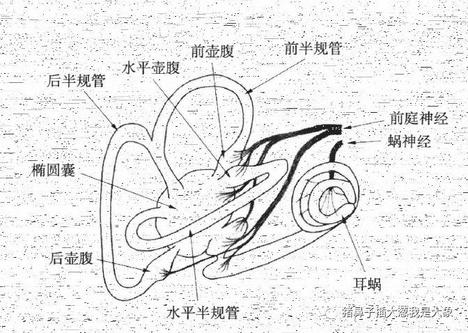 认识“耳石症”，摆脱一言不合就“晕”起来的苦恼