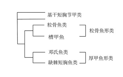 盾皮鱼图片（水域“霸主”大尹氏鱼一文讲解）