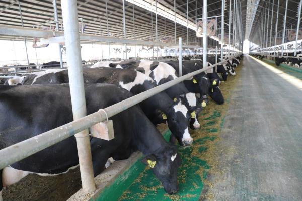 奶牛养殖现状,奶牛养殖业发展现状