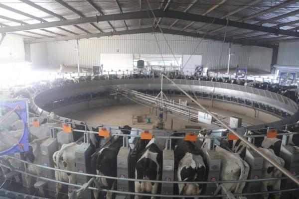 奶牛养殖现状,奶牛养殖业发展现状