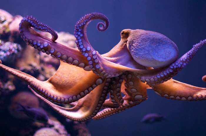 新科学论文称章鱼等头足类动物可能起源于外太空-第1张图片-IT新视野