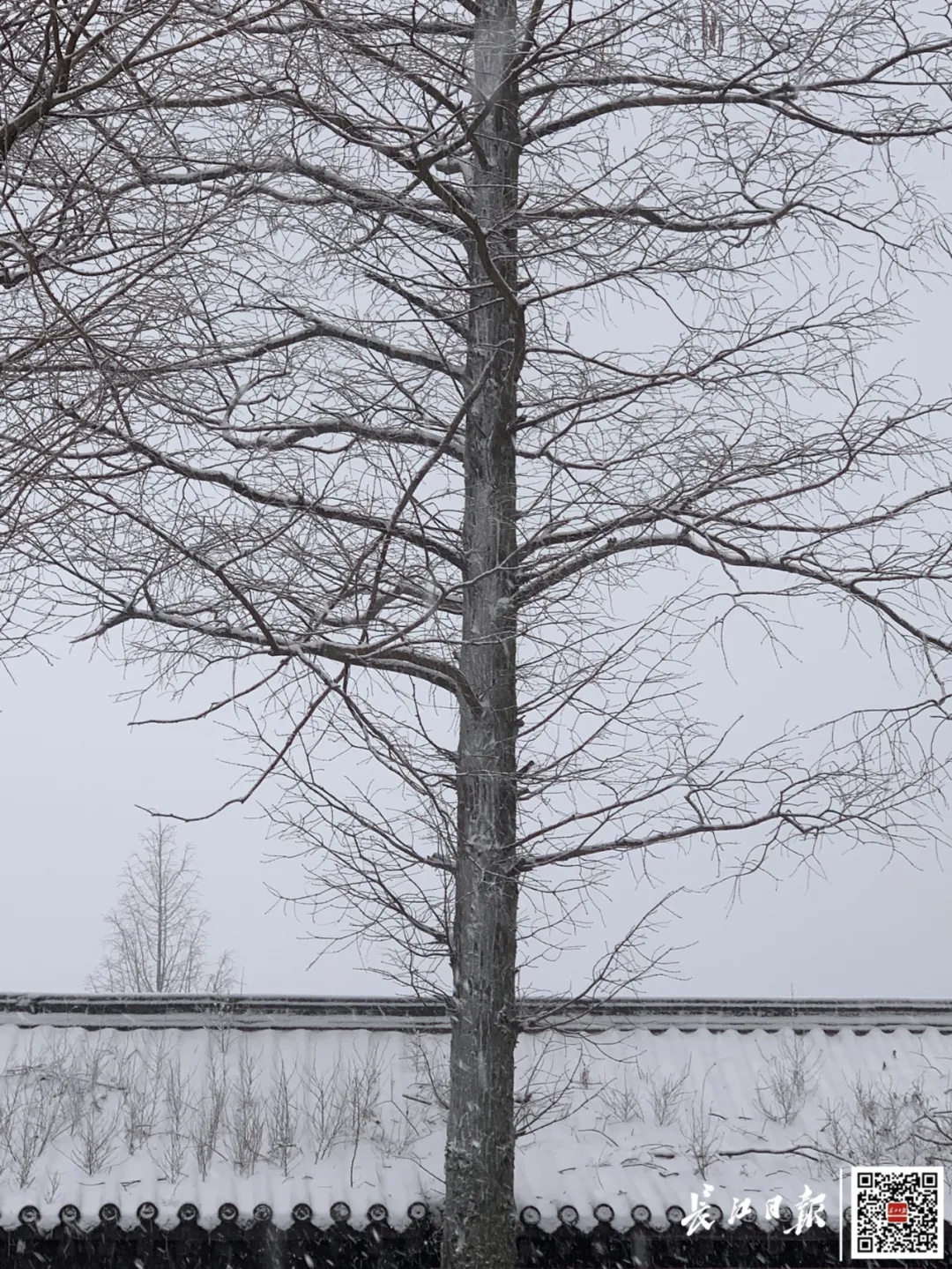 注意！武汉今天这场雪越下越大，气温要降至0℃以下……