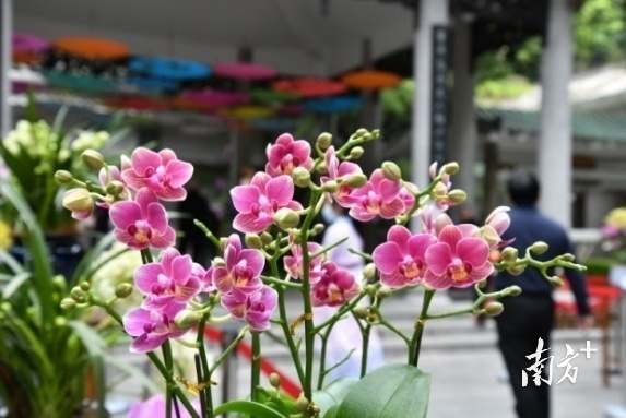 云山兰韵，白云山摩星岭2022年兰花展绚丽亮相