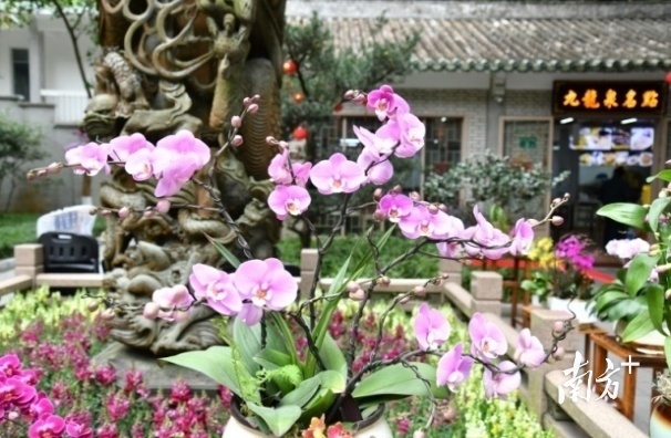 云山兰韵，白云山摩星岭2022年兰花展绚丽亮相