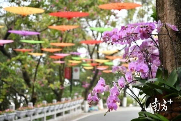 云山兰韵，白云山摩星岭2022年兰花展绚丽亮相