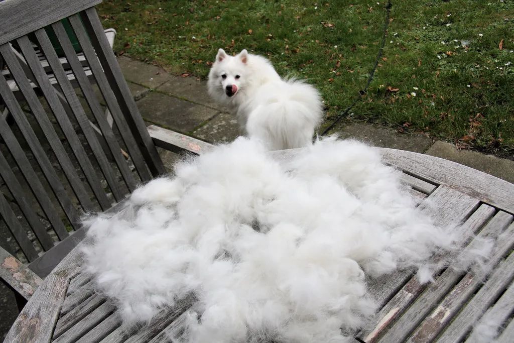 被掉毛的萨摩耶逼疯之后，铲屎官将它们做成了狗毛毛衣！超好看