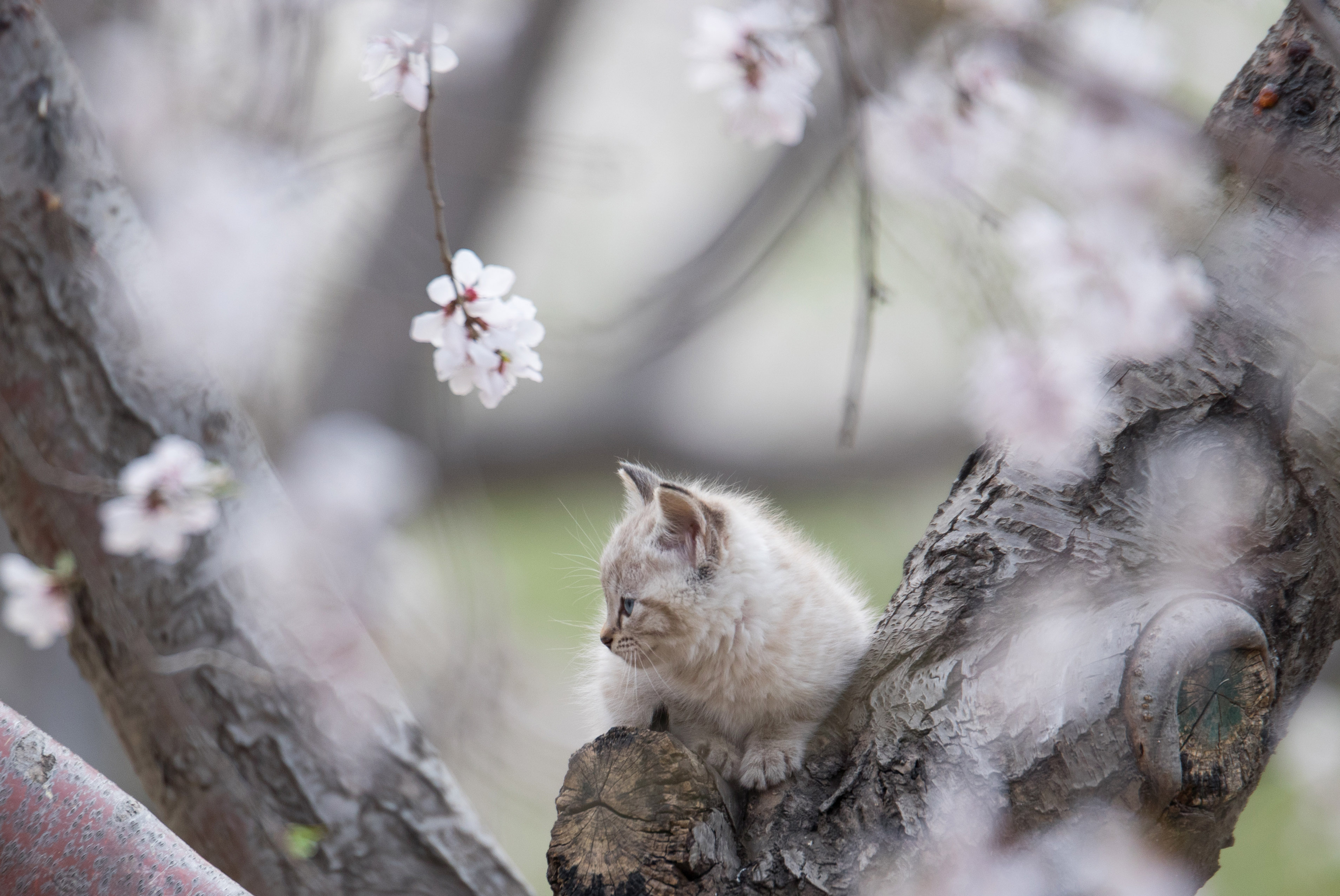 虎年说说猫