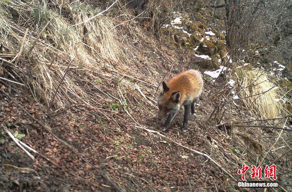 四川栗子坪保护区红外相机拍到多种珍稀野生动物