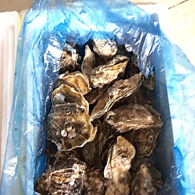 生蚝要蒸多少分钟（简单又美味的生蚝烹饪教程）